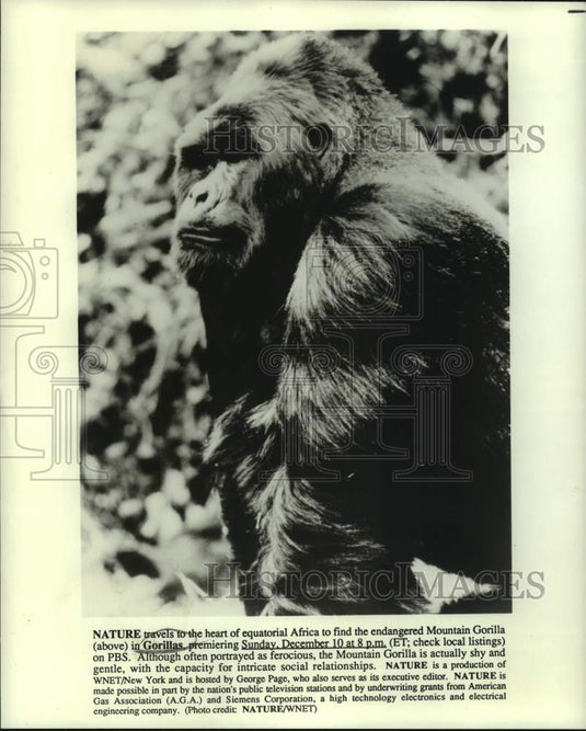 1989 Press Photo An African Mountain Gorilla on Gorillas, on PBS. - nop35392-Historic Images
