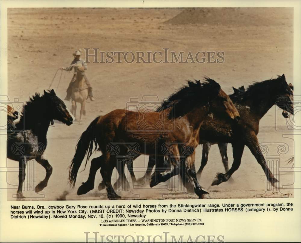 1990 Press Photo Gary Rose rounds up a herd of wild horses- Stinkingwater range-Historic Images