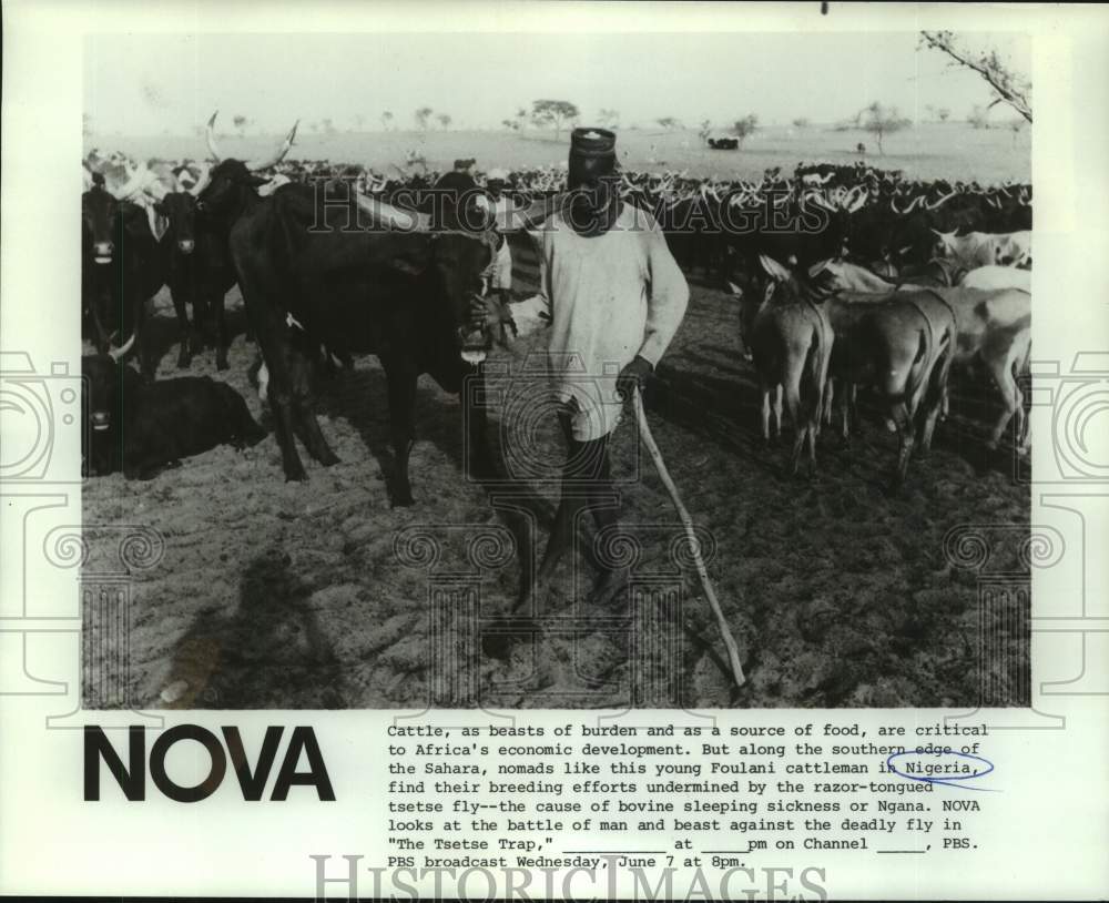 1984 Press Photo Nigeria shown with cattle with PBS&#39; &quot;The Tsetse Trap.-Historic Images