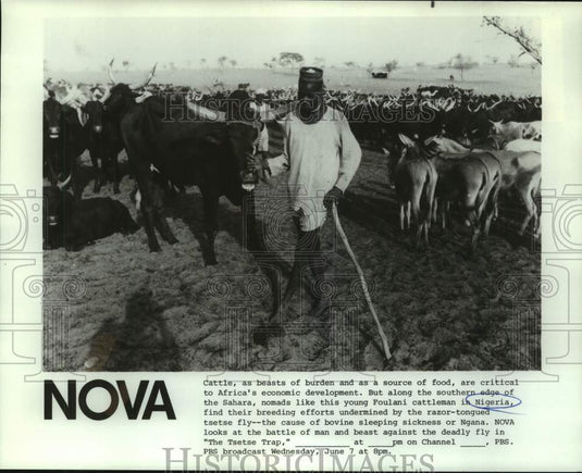 1984 Press Photo Nigeria shown with cattle with PBS' "The Tsetse Trap.-Historic Images