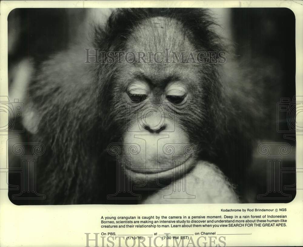 1976 Pensive young Orangutan from &quot;Search For The Great Apes.&quot; - Historic Images