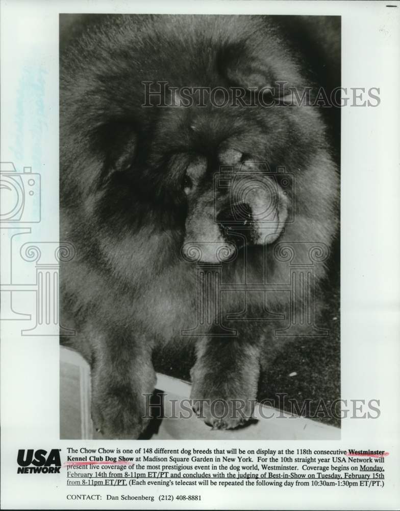 1984 Chow Chow at Westminster Kennel Club Dog Show - Historic Images