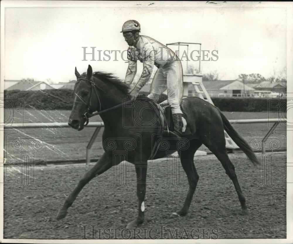 1971 Horse Racing- Foolish Prince with White up. - Historic Images