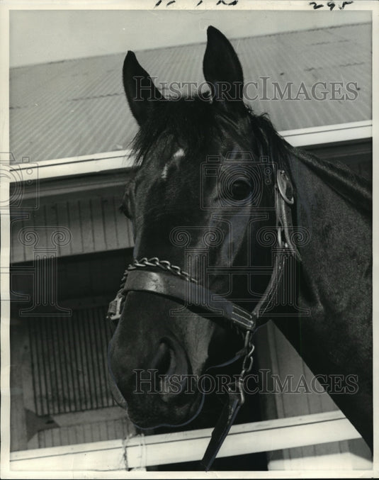1970 Horse Racing- Elva's King-Owner Mrs. Seymour Weiss. - Historic Images