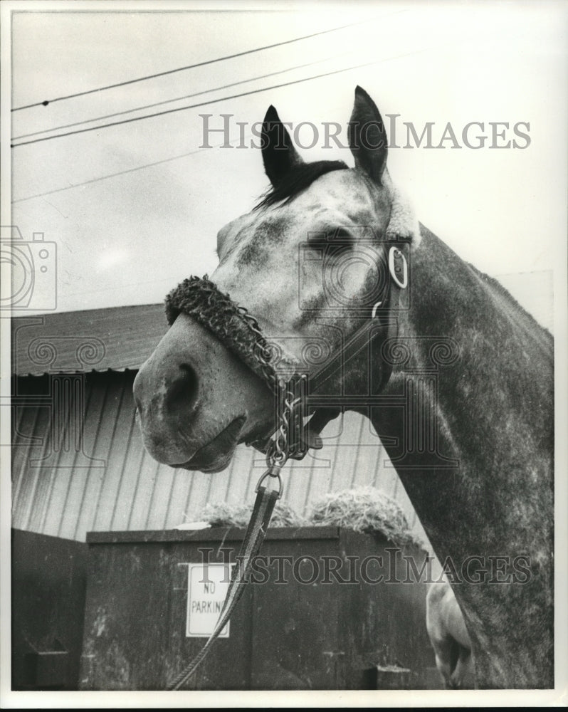 1975 Horse Racing - Colored TV Racehorse - Historic Images