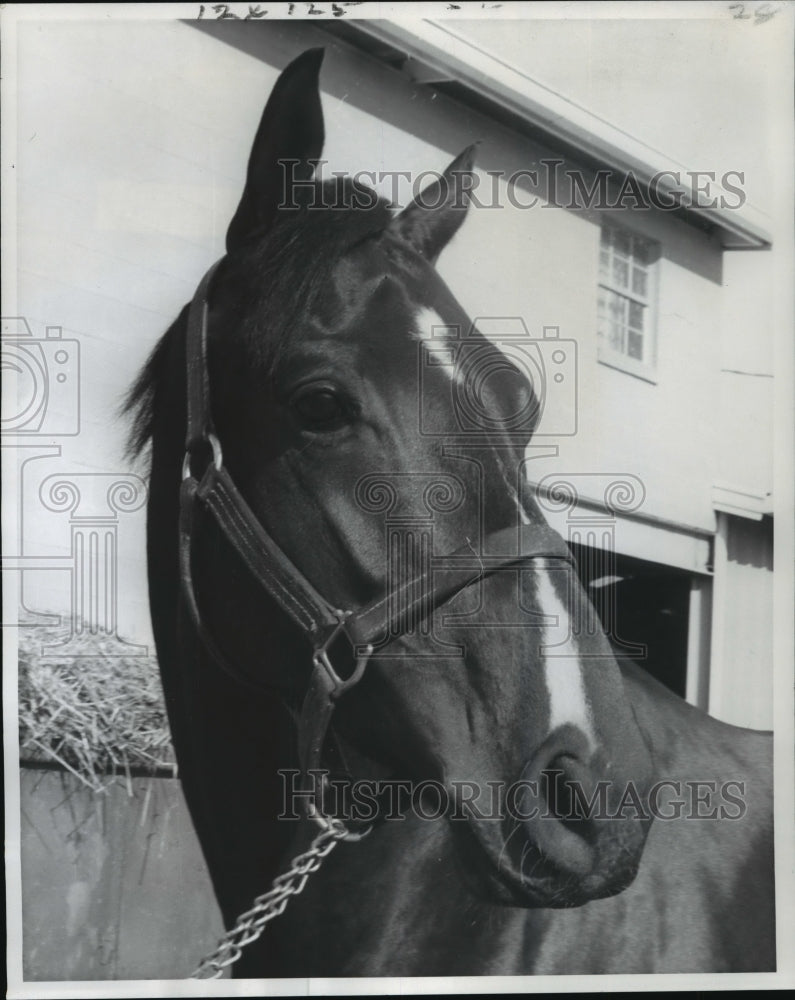 1977 Press Photo Horse Racing-Inca Roca- owner C.R. Jarrell. - Historic Images