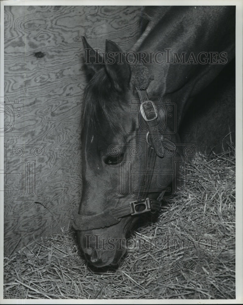 1977 Press Photo Horse bends down to eat some hay - nos02123- Historic Images