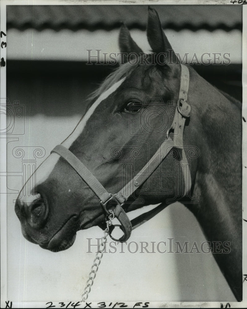 1979 Press Photo Horse Racing - Race Horse Johnny&#39;s Image - nos02146 - Historic Images