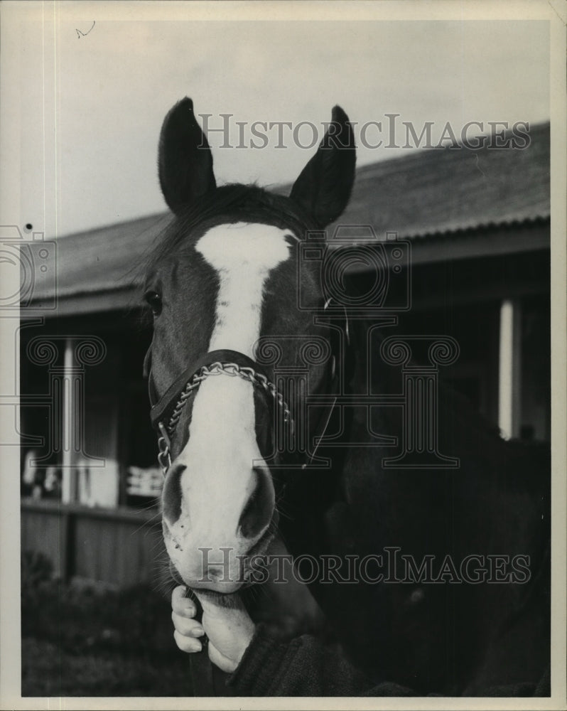 Press Photo Mrs. Joe W. Brown&#39;s racehorse &quot;I Owe&quot; - nos02156 - Historic Images