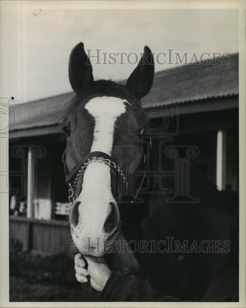 Press Photo Mrs. Joe W. Brown's racehorse "I Owe" - nos02156 - Historic Images