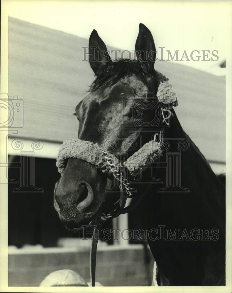 1982 Press Photo Close up photo of race horse Air Forbes Won - nos24569 - Historic Images