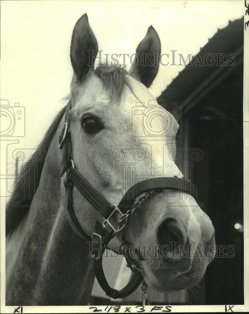 1976 Press Photo Horse Racing - Togus, Owned by T. Square Stable - nos24604- Historic Images