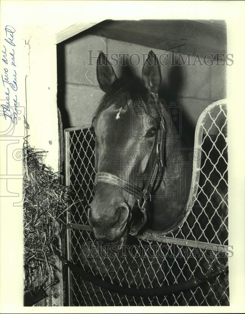 1979 Press Photo Close-up of race horse Rivalero behind a gate in stable - Historic Images