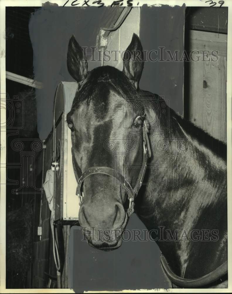 1974 Press Photo Horse Racing - Racehorse Restaferian - nos24838 - Historic Images