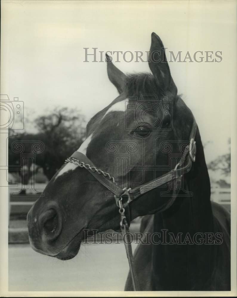 Press Photo Close-up photo of race horse Bass Clef - nos24862 - Historic Images
