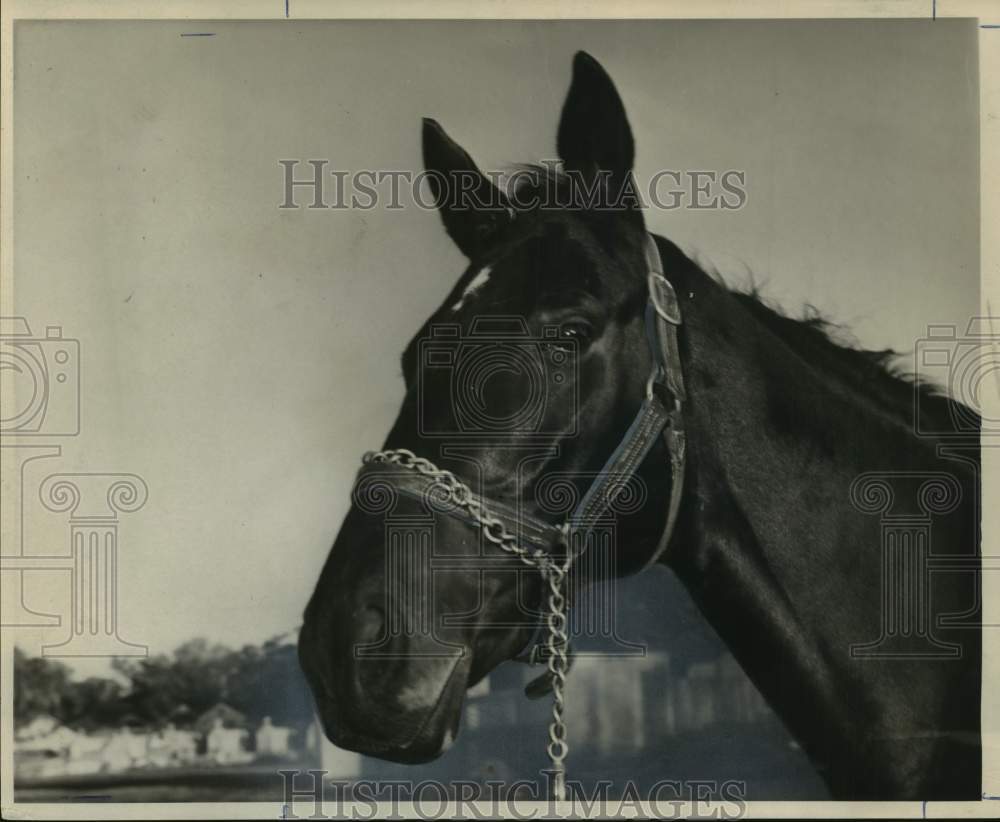 1964 Press Photo Close-up photo of race horse Bush McGinnis at the Fair Grounds - Historic Images
