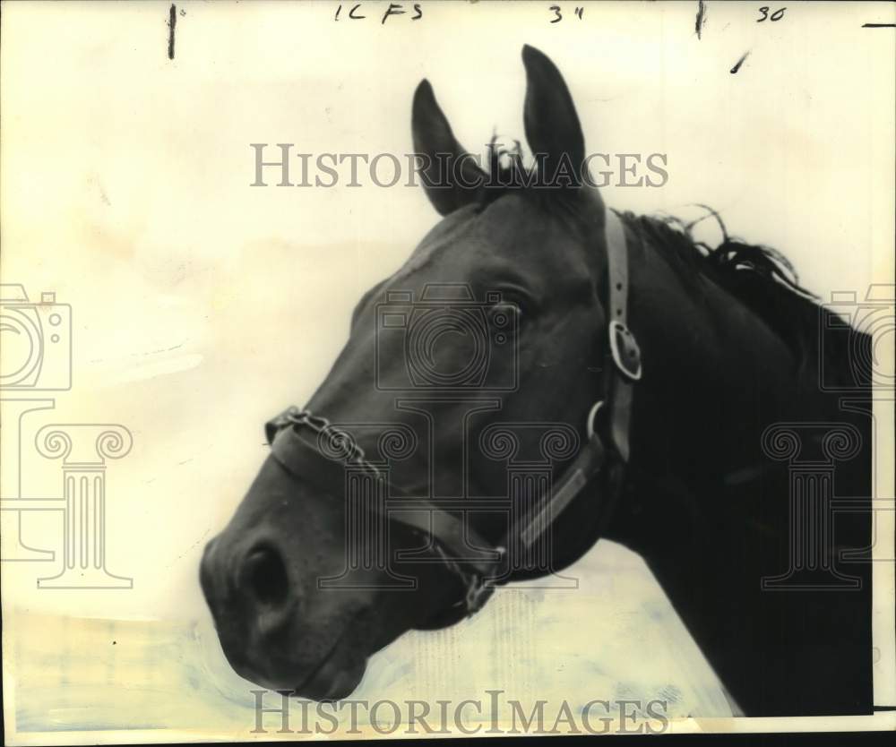 1974 Press Photo Close-up photo of race horse Sellout, owned by Jean R. Pancoast- Historic Images