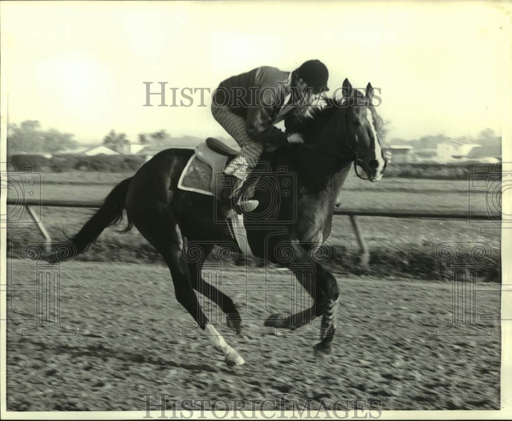 1974 Press Photo Racehorse Vodiken - nos25749- Historic Images