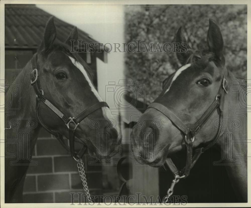 Press Photo Racehorses Witherite and First Setting - nos25753- Historic Images