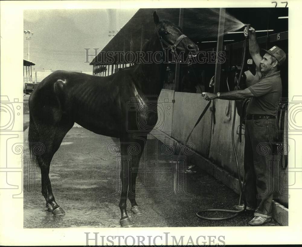 1981 Press Photo Dick Preis helps racehorse Zeugram maintain his summertime cool- Historic Images