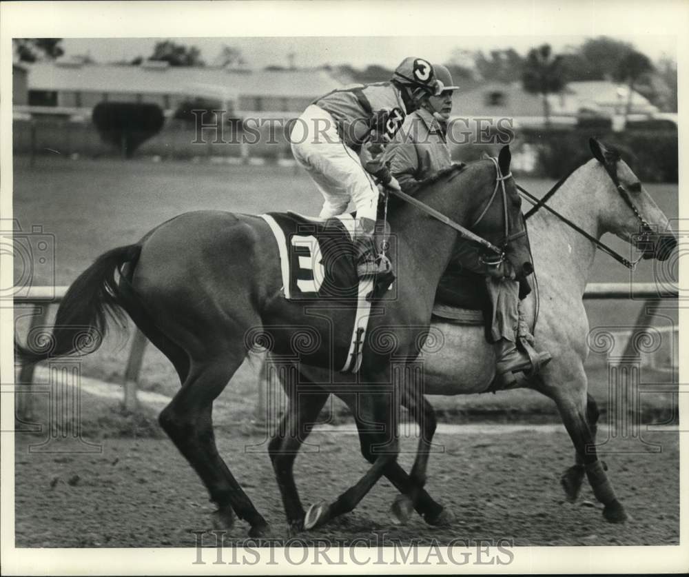 1977 Press Photo Jockey Willie Shoemaker ponied to the starting line - nos35192 - Historic Images