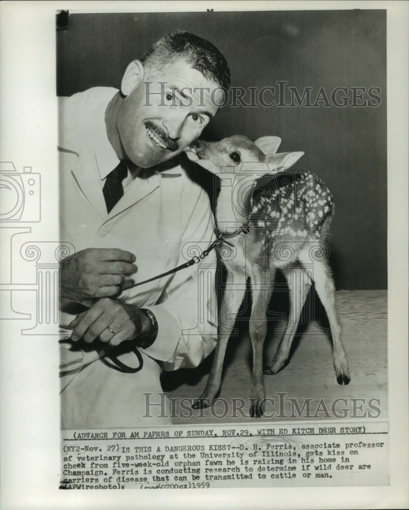 1959 D.H. Ferris gets kiss from orphan fawn in his Champaign home - Historic Images