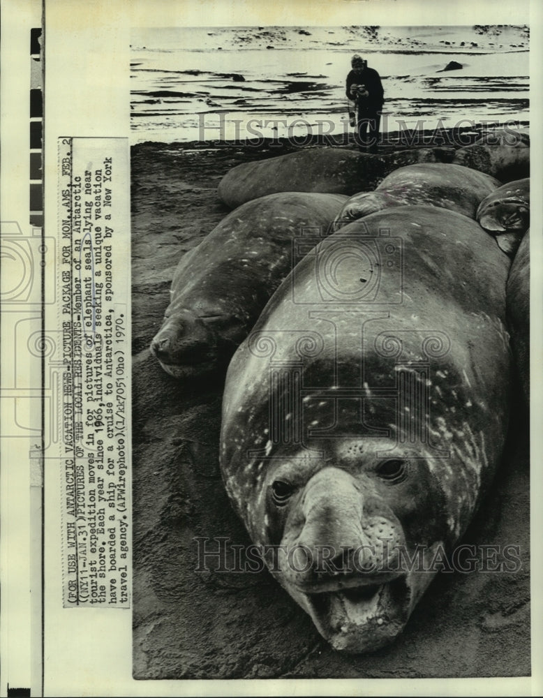 1970 Elephant seals on the Antarctica shore. - Historic Images