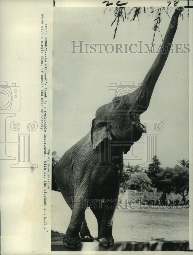 1968 An elephant&#39;s trunk is a remarkable instrument. - Historic Images