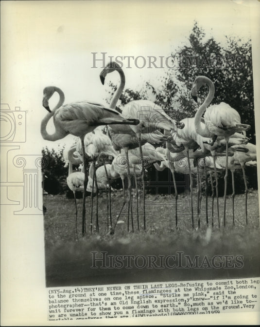1959 Flamingos on one leg at Whipsnade Zoo, London - Historic Images