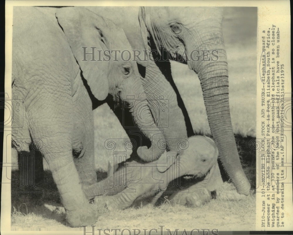 1975 One-month-old elephant guarded by the Addo Elephant Park herd - Historic Images