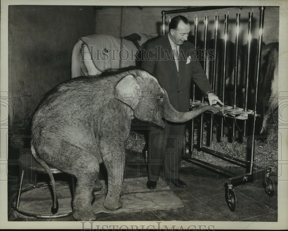 1959 Indian elephant Berolina plays oversize harmonica with trainer - Historic Images