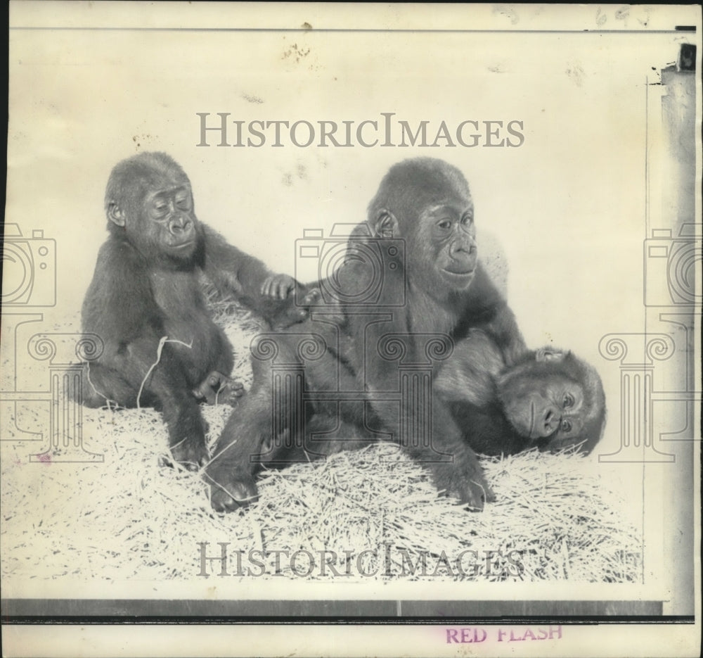 1969 Three baby gorillas - Historic Images