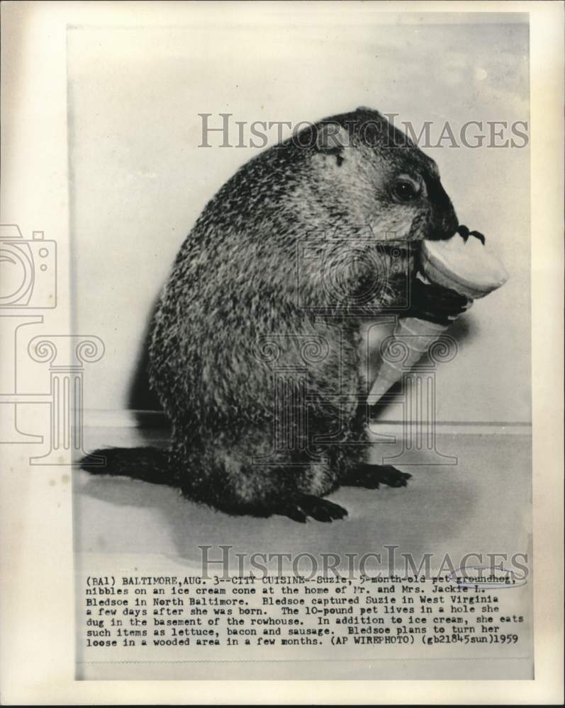 1959 Suzie, 5-month-old pet groundhog eats ice cream cone - Historic Images