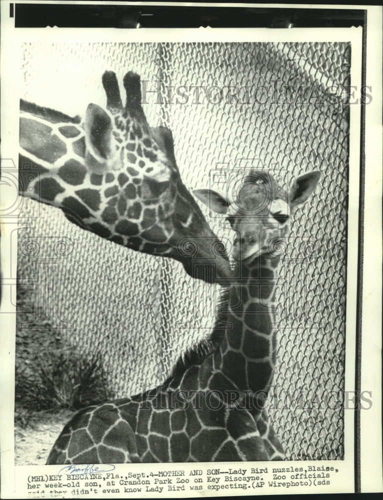 1973 Press Photo Crandon Park Zoo&#39;s giraffes Lady Bird and son, Blaise.-Historic Images