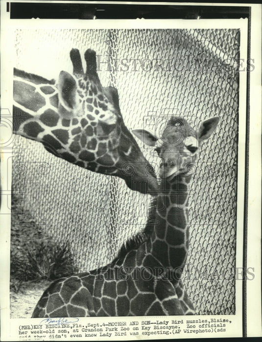 1973 Press Photo Crandon Park Zoo's giraffes Lady Bird and son, Blaise.-Historic Images