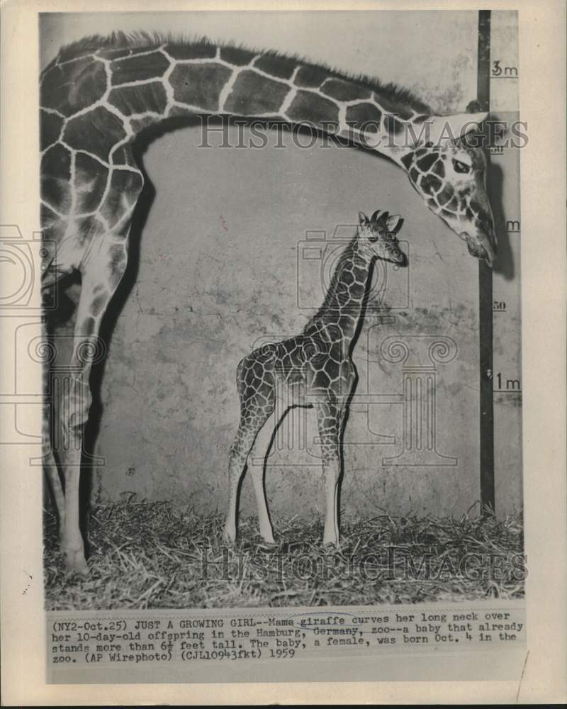 1959 Press Photo Mama giraffe curves her neck over 10-day baby in Hamburg zoo.-Historic Images