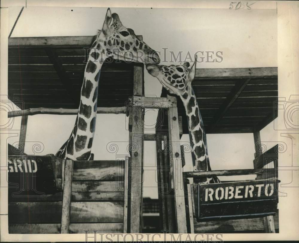 1950 Ingrid &amp; Roberto, giraffes from Kenya, Africa en route to FL - Historic Images