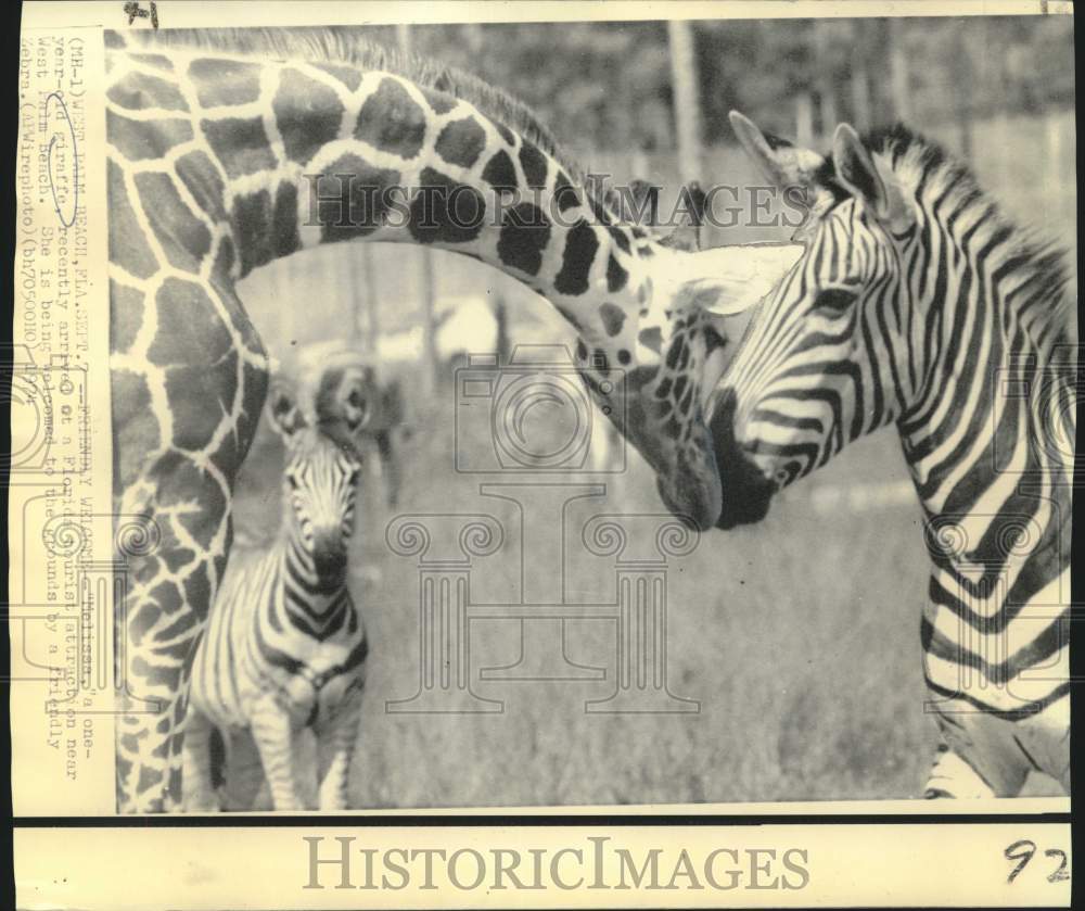 1974 West Palm Beach, FL zebra welcomes &quot;Melissa,&quot; a giraffe - Historic Images