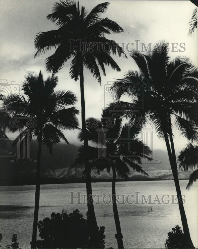 1978 Palm trees of Coconut Island in Hawaii - Historic Images