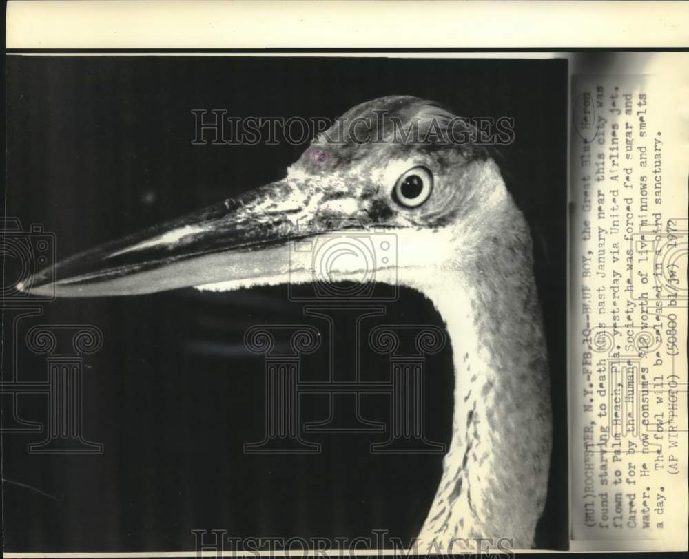 1972 Great Blue Heron, Blue Boy - Historic Images