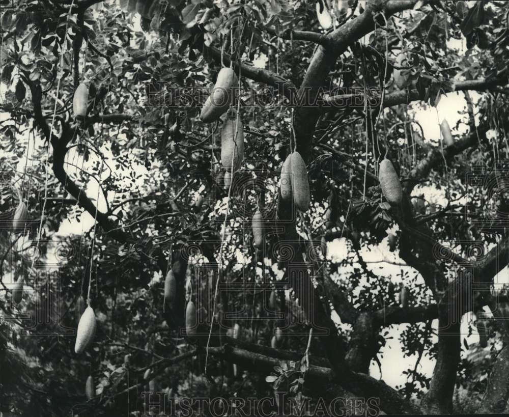 1978 &quot;Sausage Tree,&quot; (a fruit) on University of Hawaii campus, - Historic Images