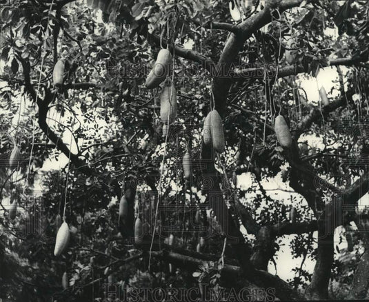 1978 "Sausage Tree," (a fruit) on University of Hawaii campus, - Historic Images