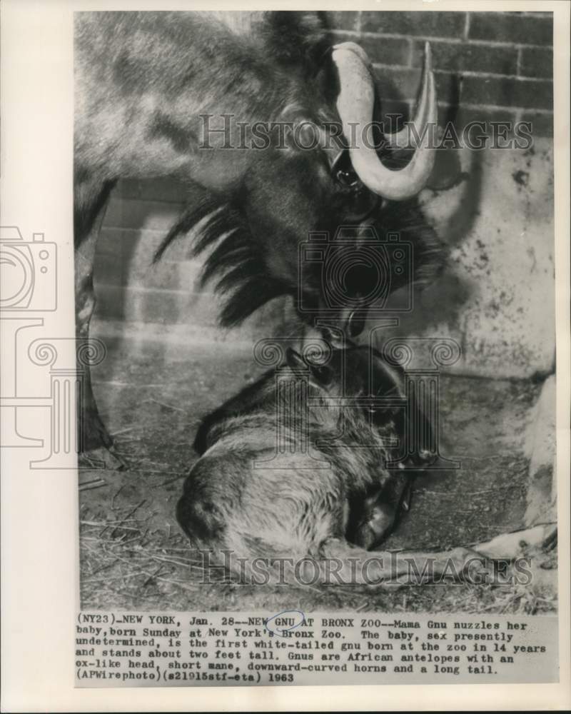 1963 Press Photo Mama Gnu nuzzles newborn at New York Bronx Zoo.