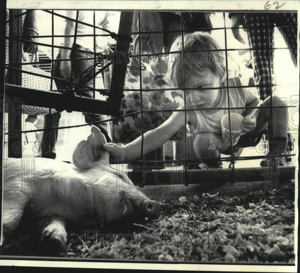1973 Future Farmers of America visitor feels piglet&#39;s ear at Fair - Historic Images