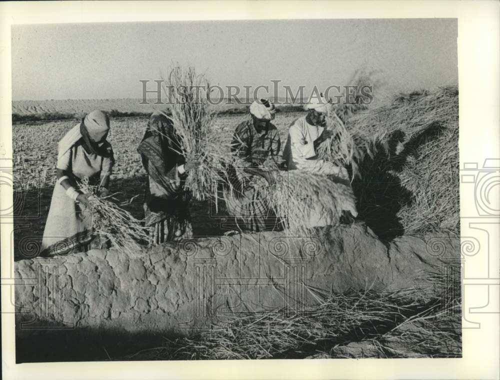 1971 Press Photo Indian farmers thresh grain as ancestors did by hand-Historic Images