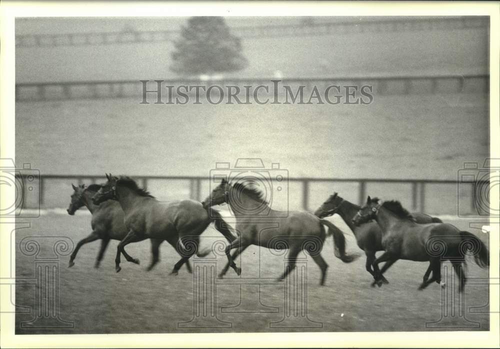 1985 Press Photo Thoroughbreds romp at Hurstland Farm in Woodford County, KY - Historic Images