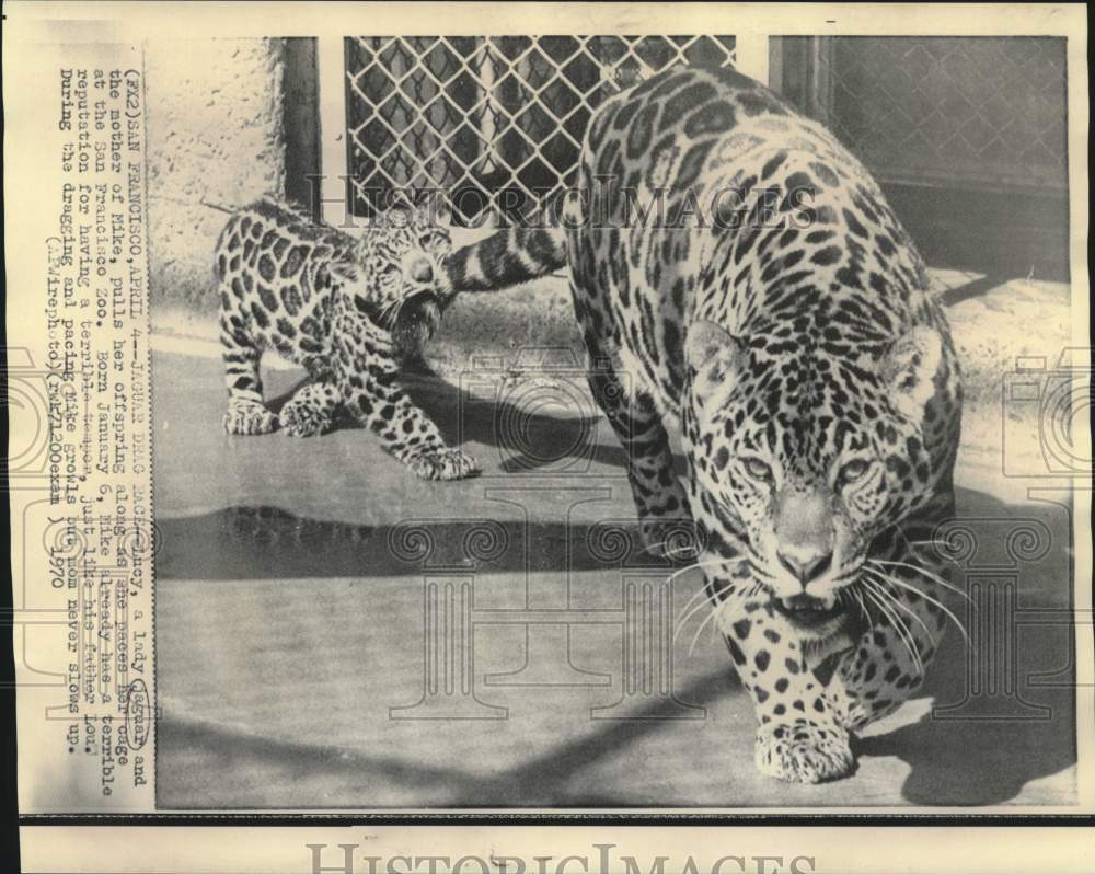 1970 Mother jaguar pulls Mike around cage in San Francisco Zoo - Historic Images