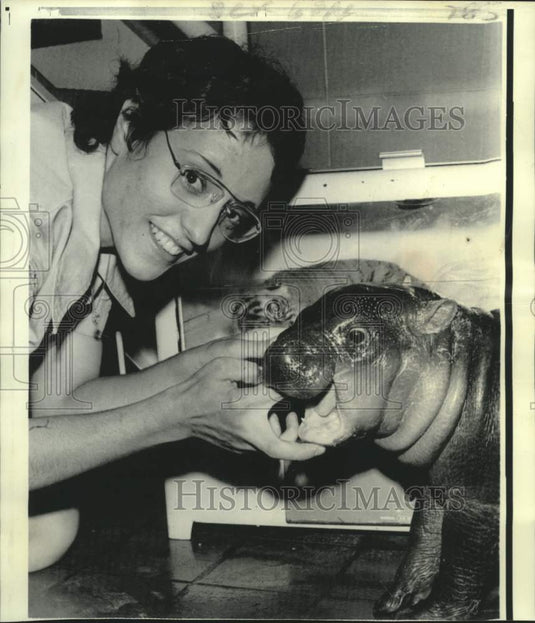 1974 Cincinnati zookeeper Anne Southcombe with pygmy hippopotamus. - Historic Images