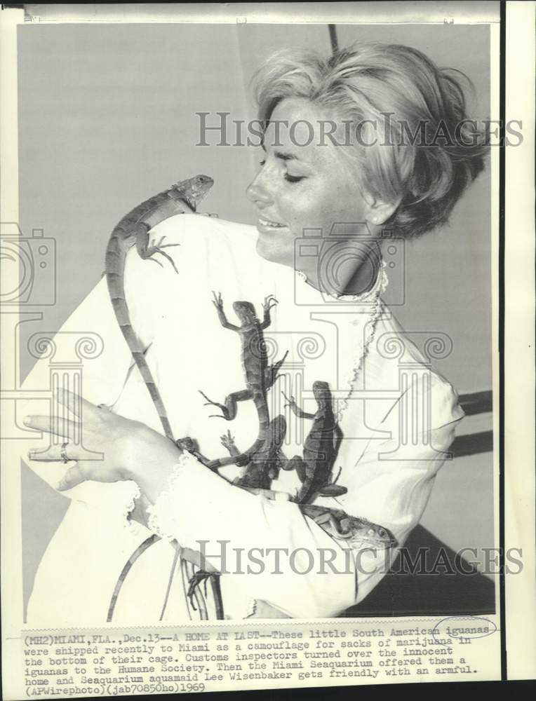 1969 Miami Seaquarium aqua-maid Lee Wisenbaker with iguanas. - Historic Images