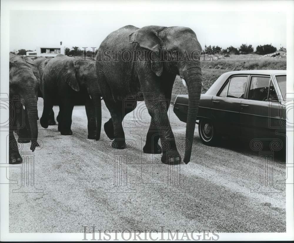 1972 Elephant Walk at Lion Country Safari - Historic Images